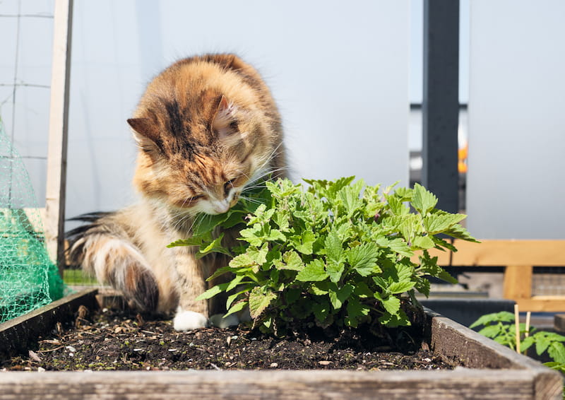 Fresh herbs on cutting board