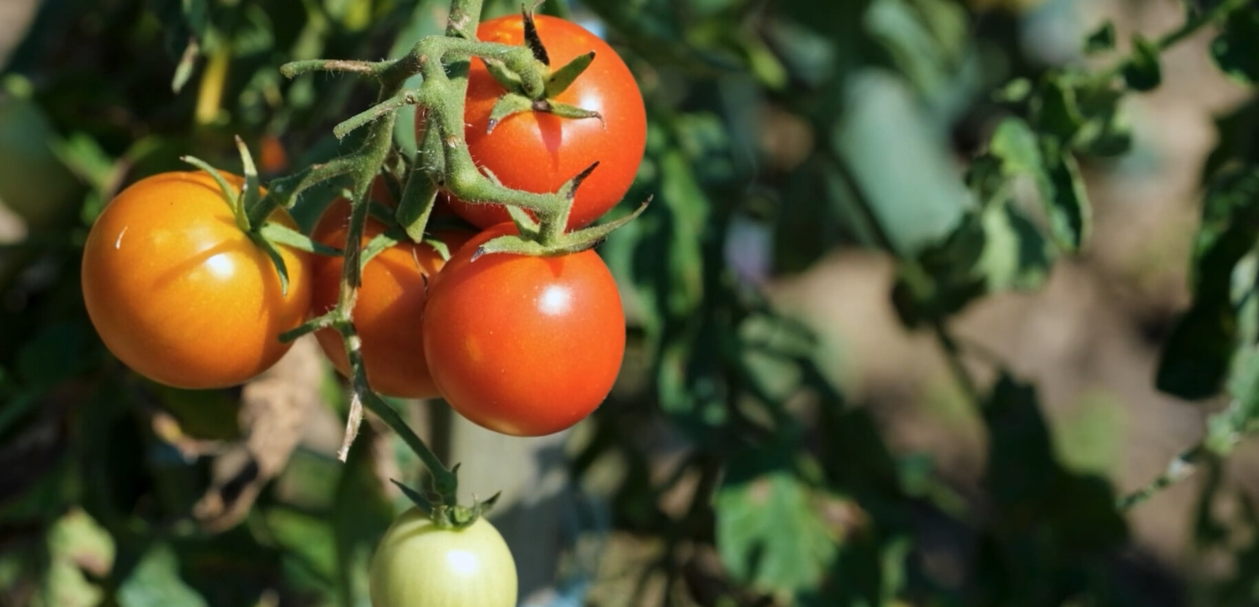 Lush garden with raised beds