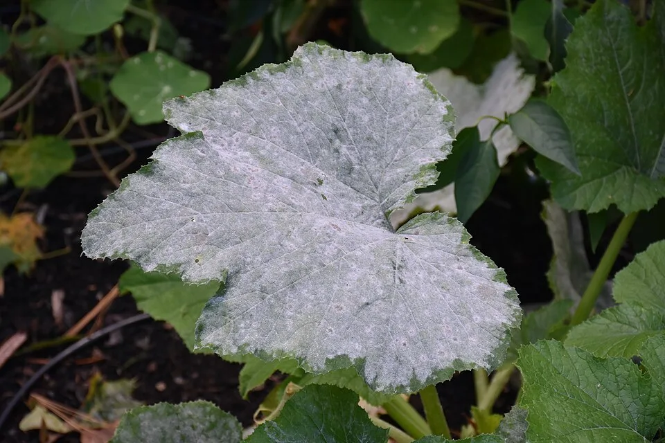 powdery-mildew symptoms