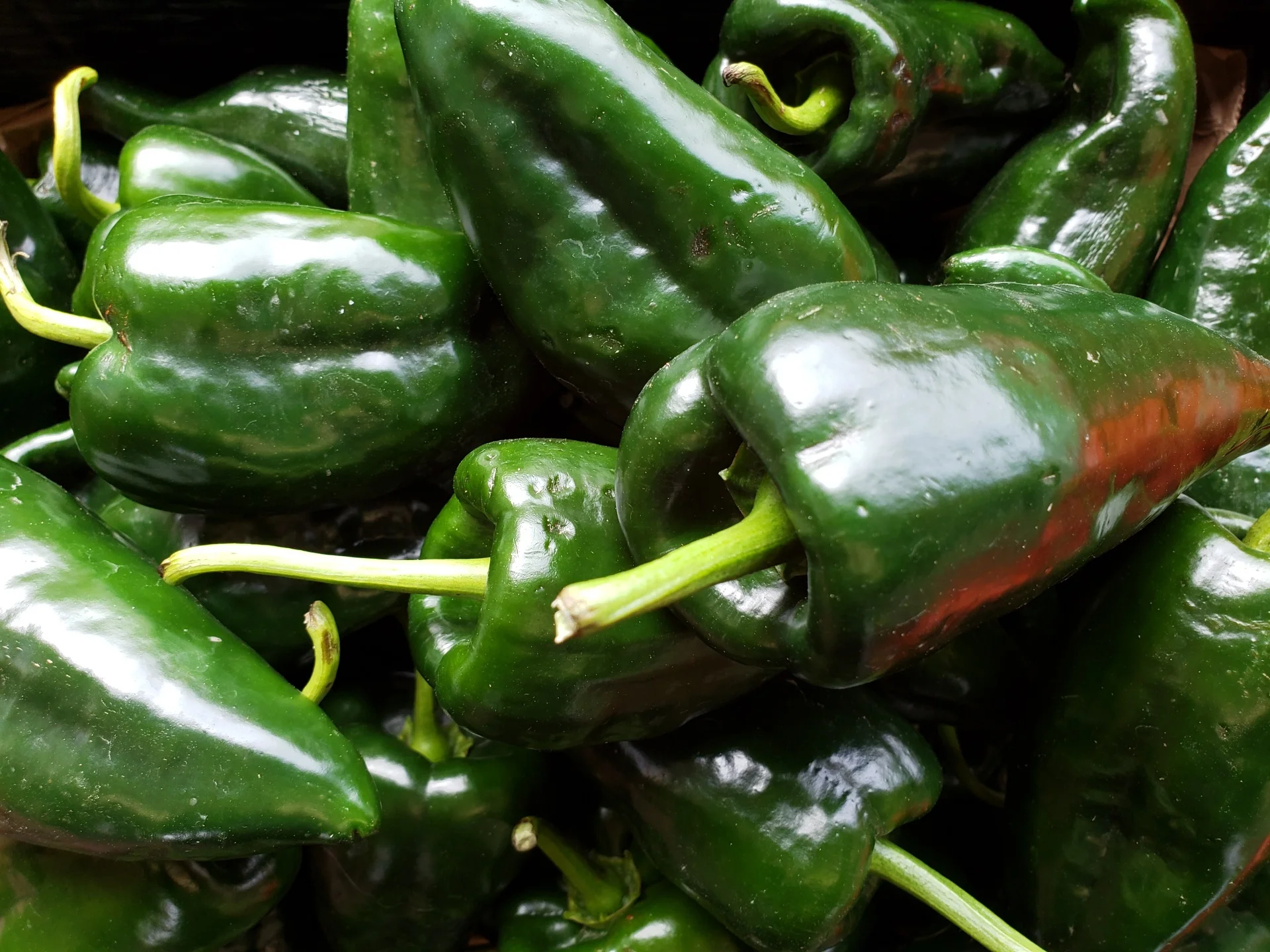 Anaheim Peppers