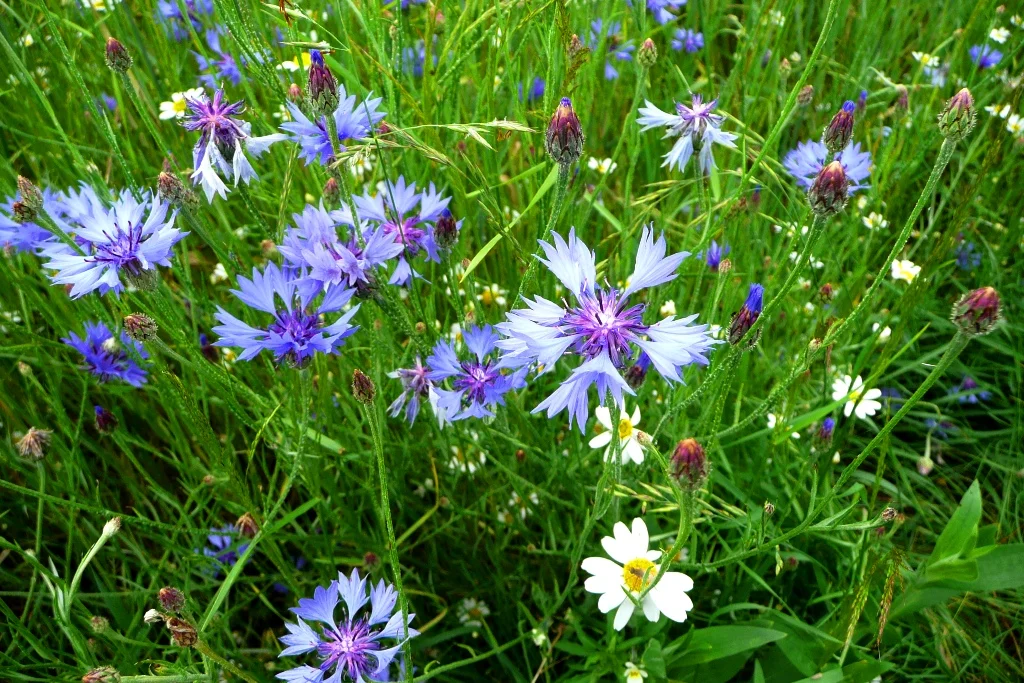 Bachelor's button edible flowers