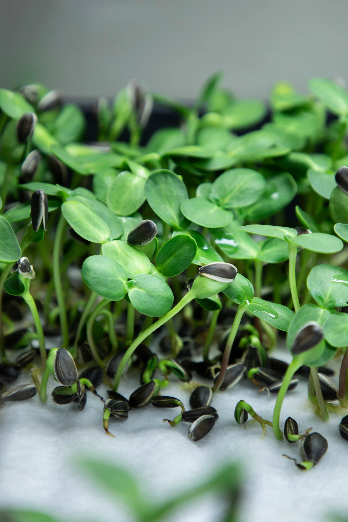 Black Oil Sunflower Microgreens