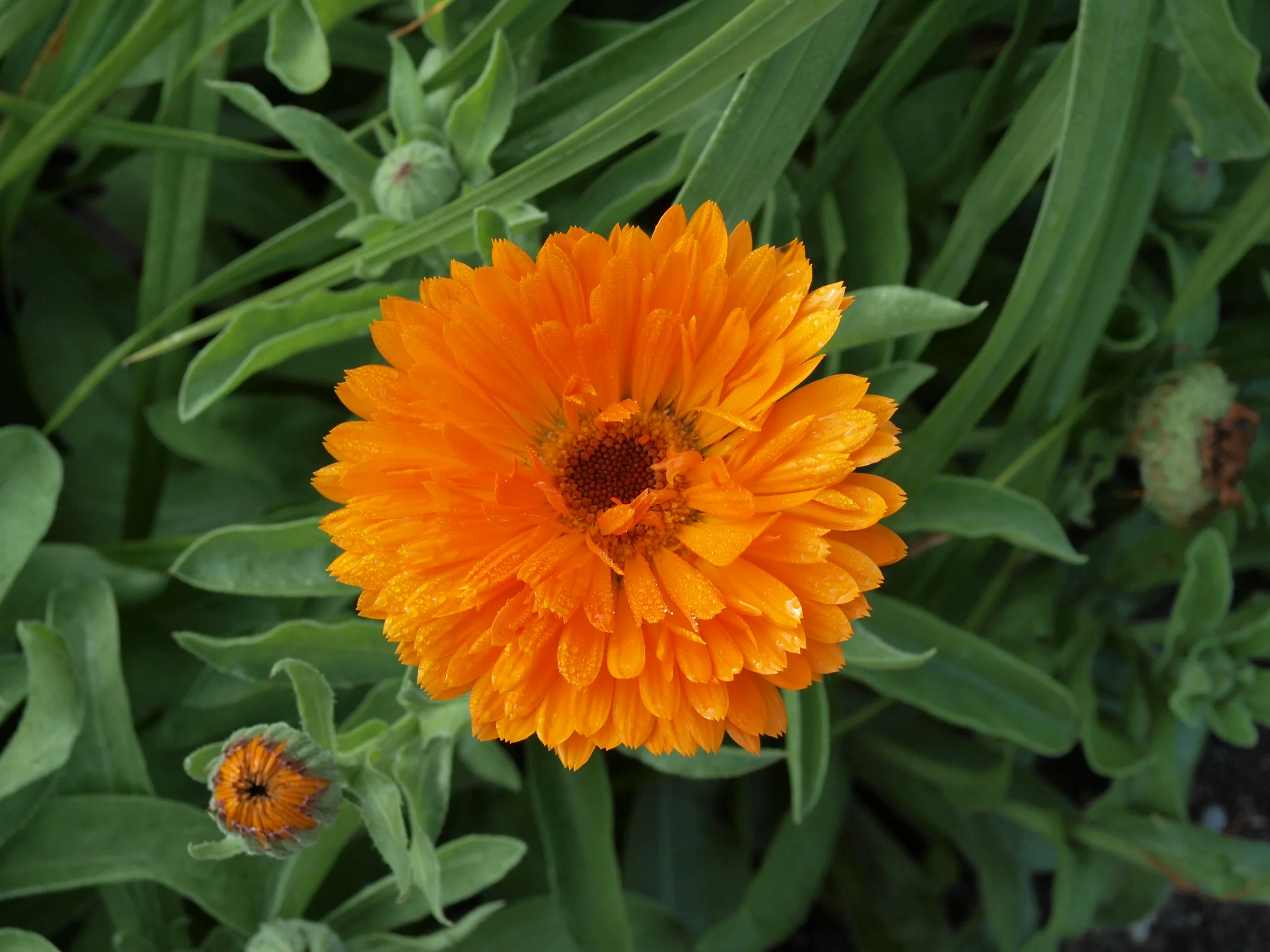 Calendula