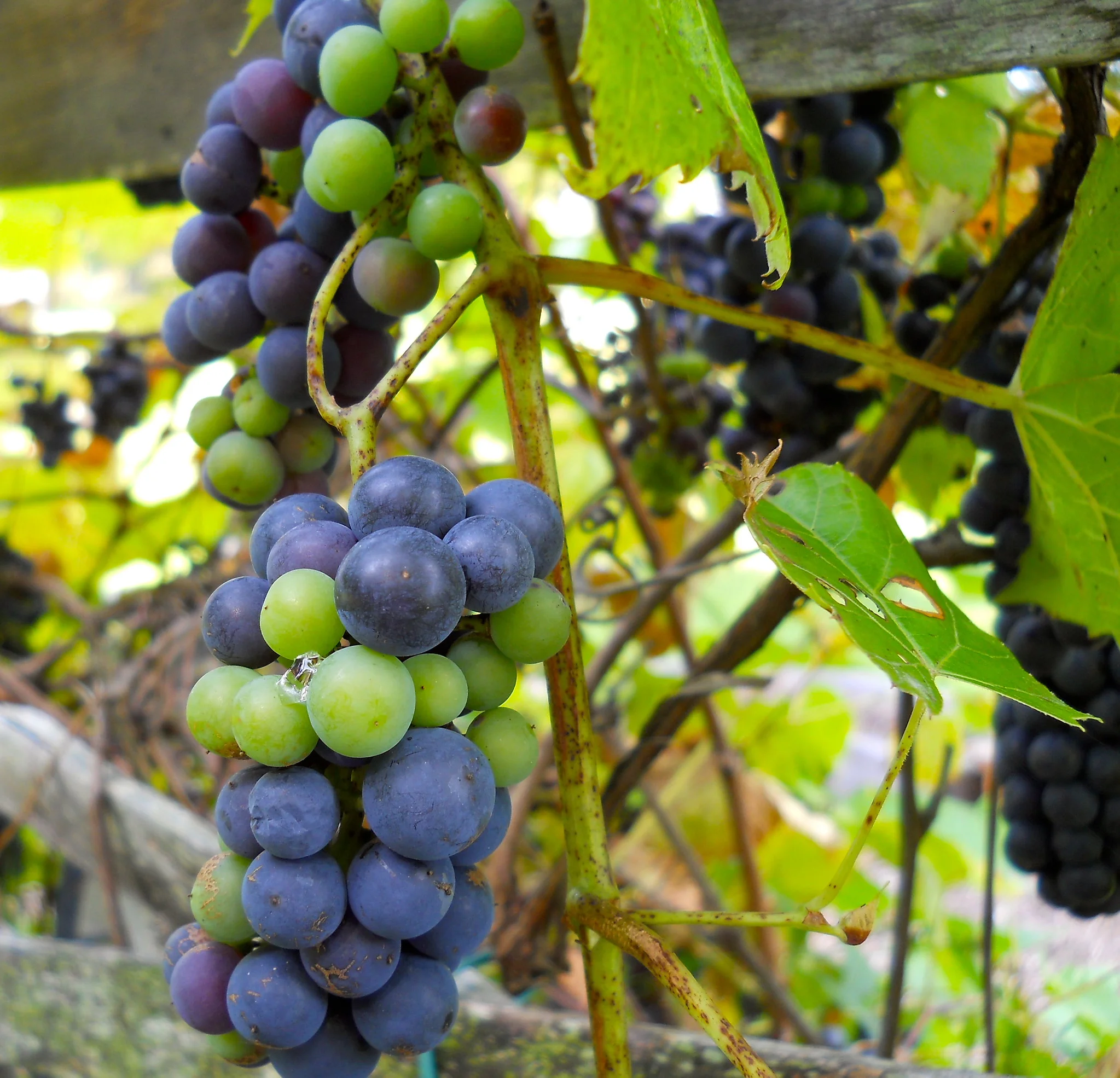 Concord grape vines