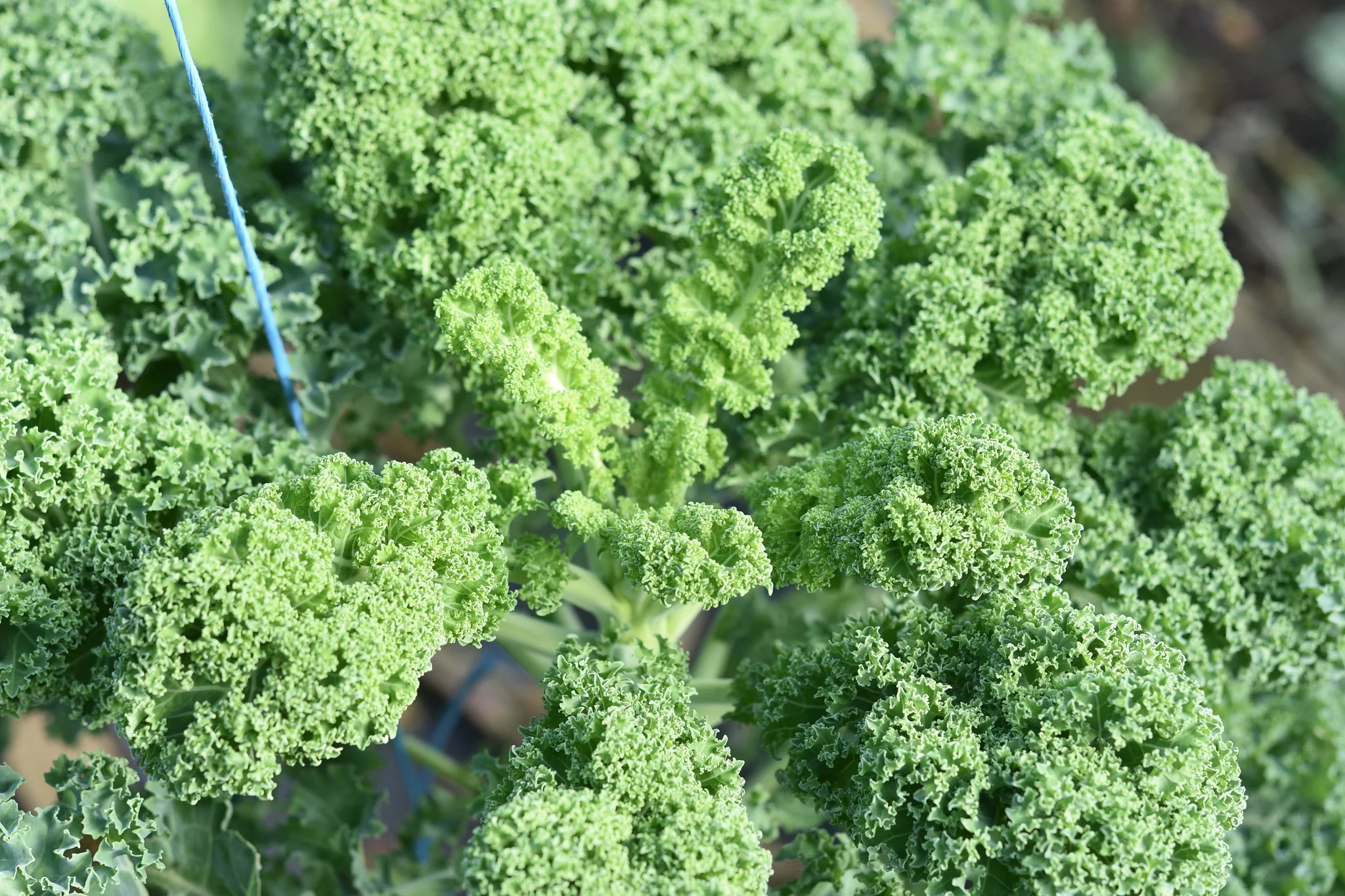 Curly Kale