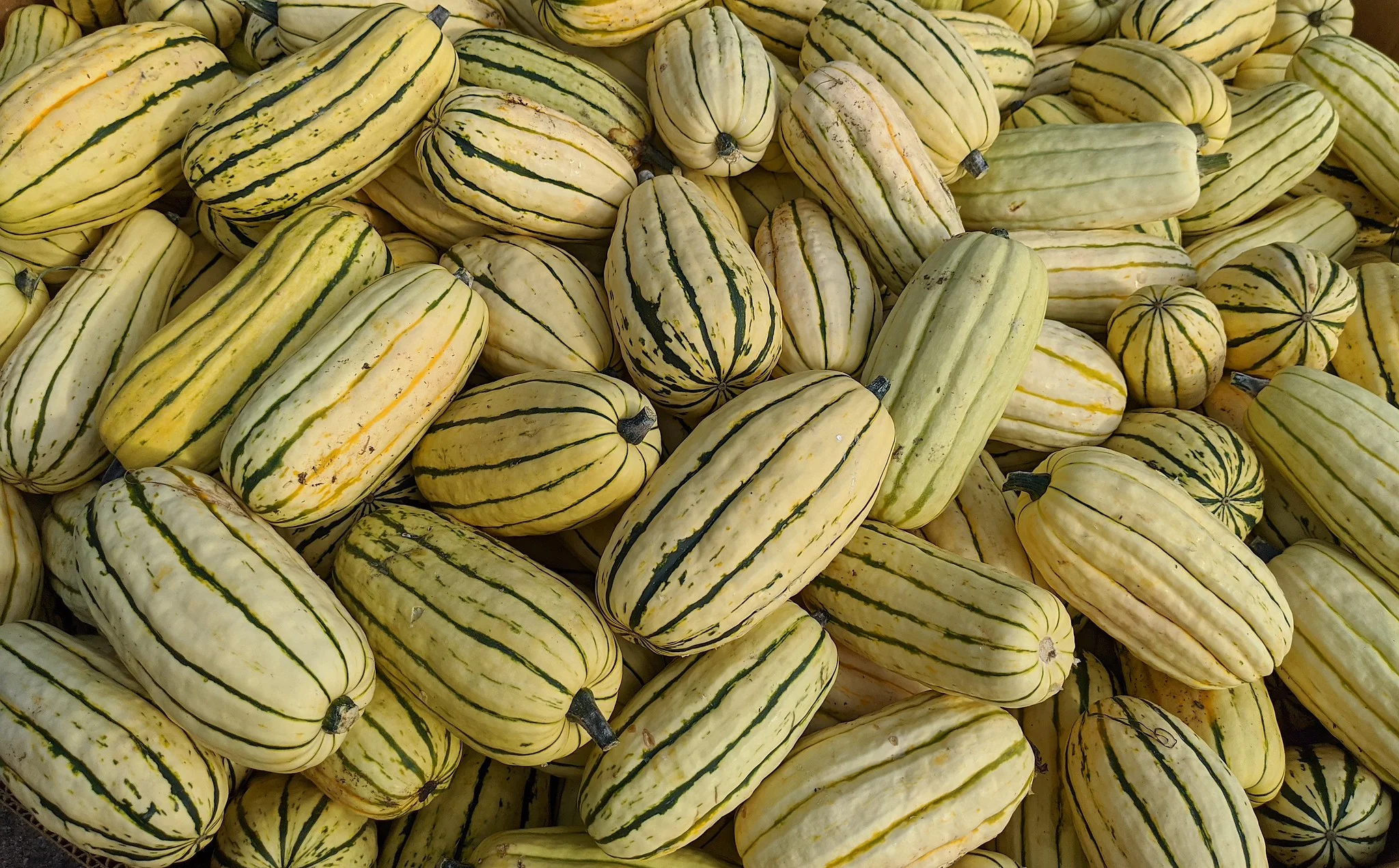 Delicata Squash