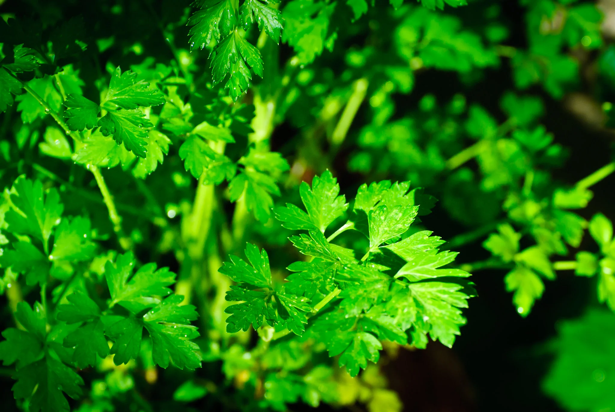 Flat-Leaf Parsley