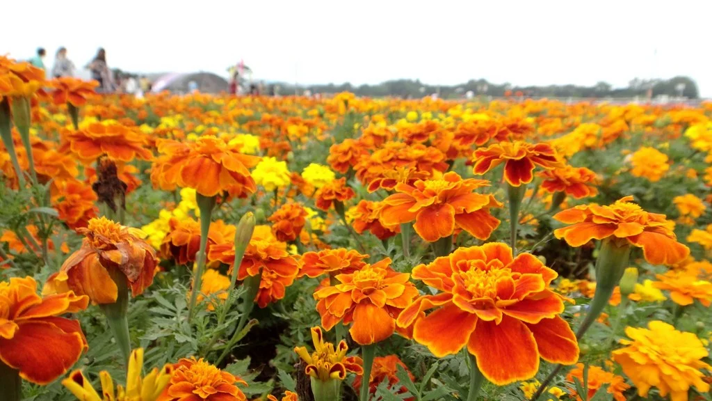 French Marigold