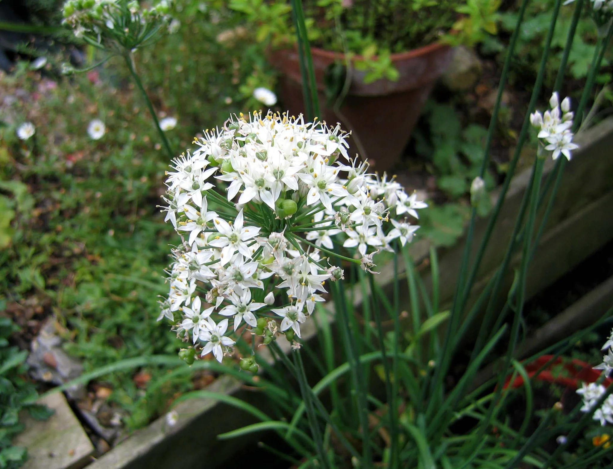 Garlic Chives