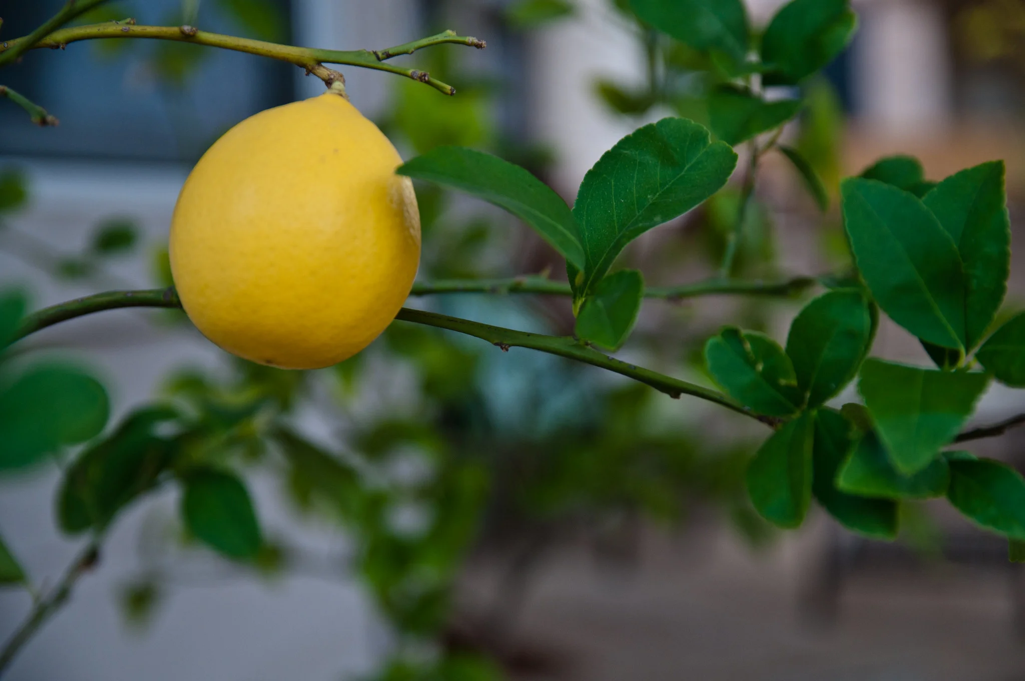 Improved Meyer Lemon
