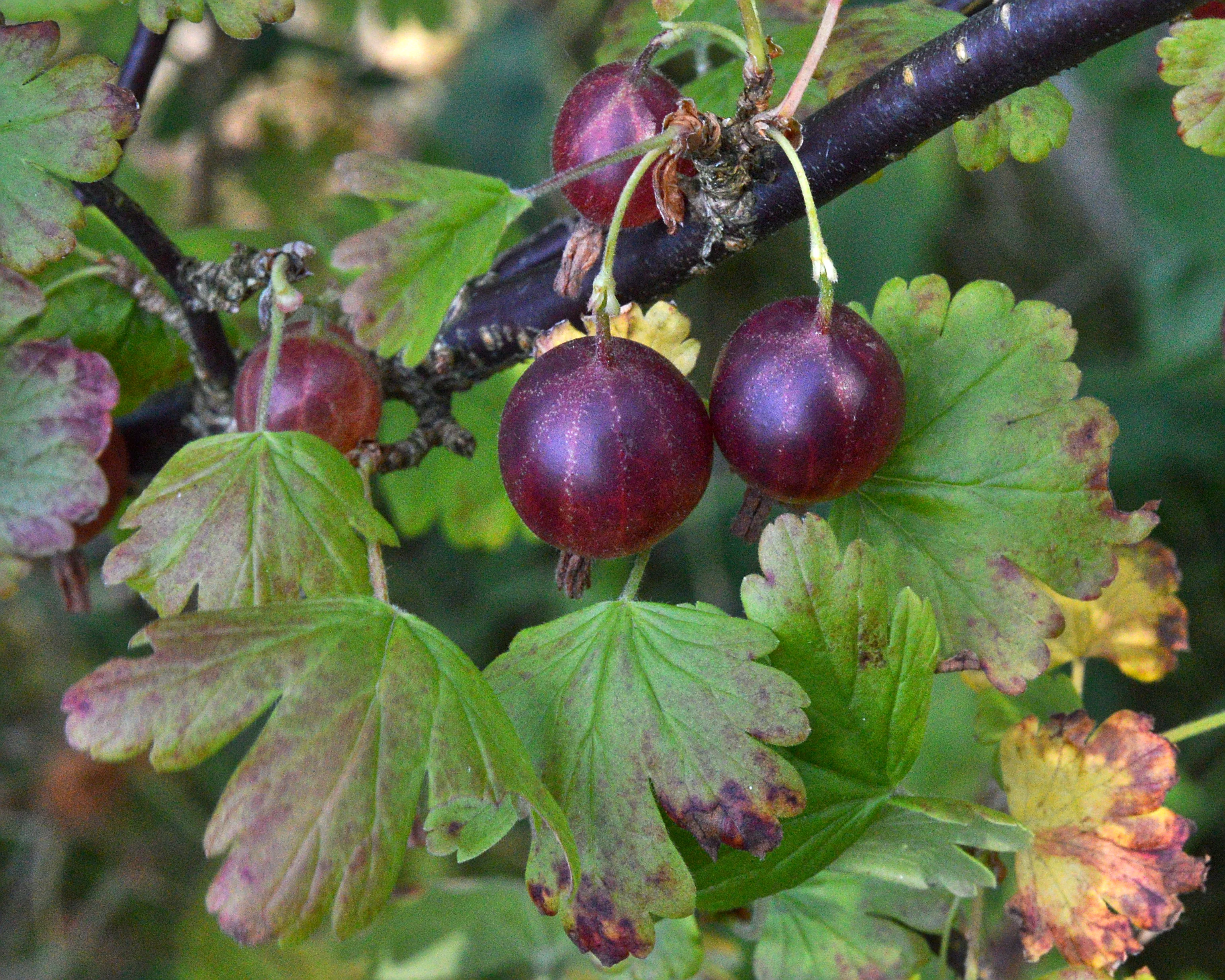 Invicta gooseberry shrubs