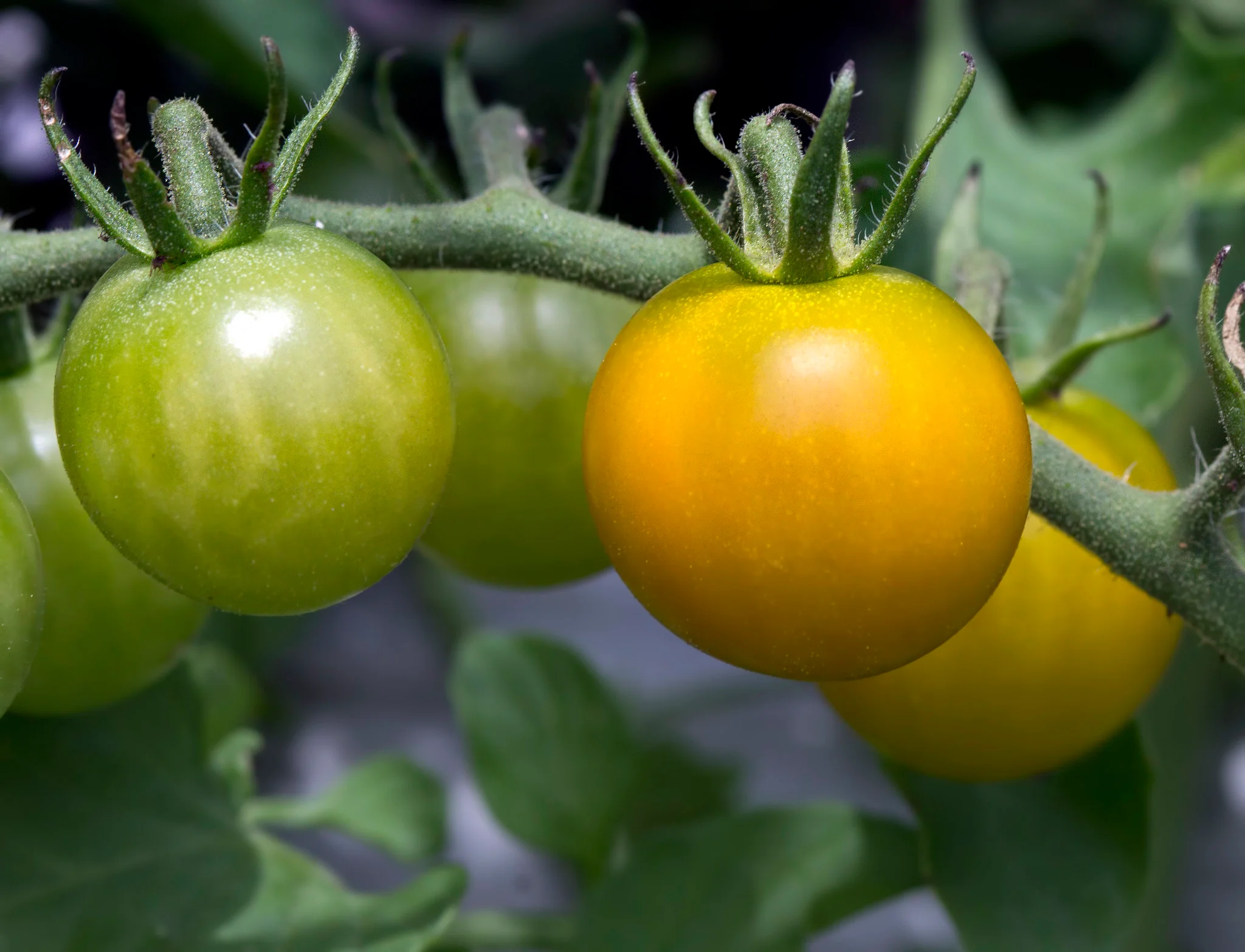 Isis Candy cherry tomatoes
