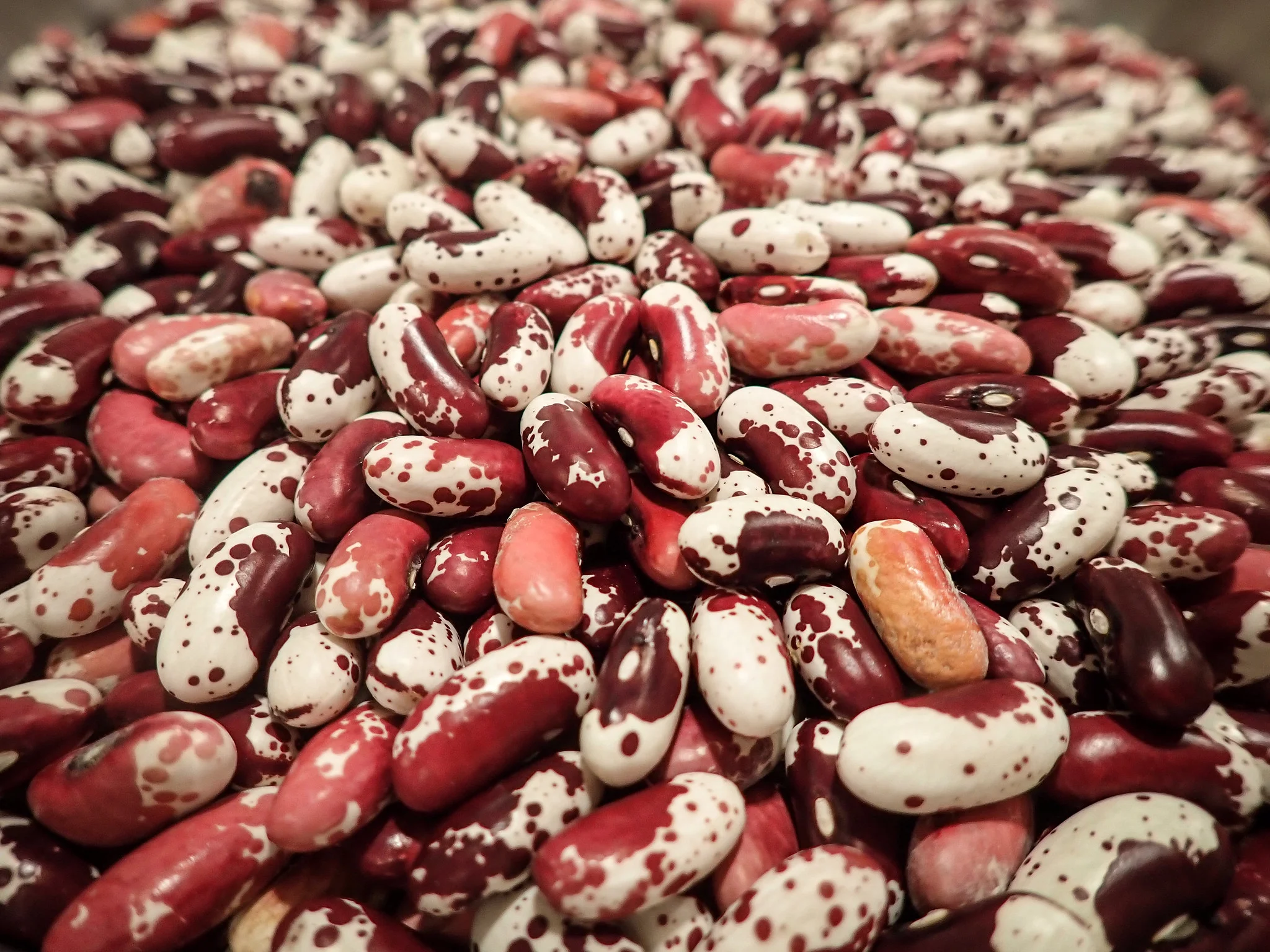Jacob's Cattle beans