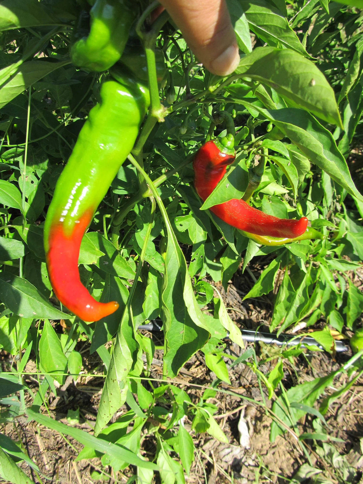 Jimmy Nardello Peppers