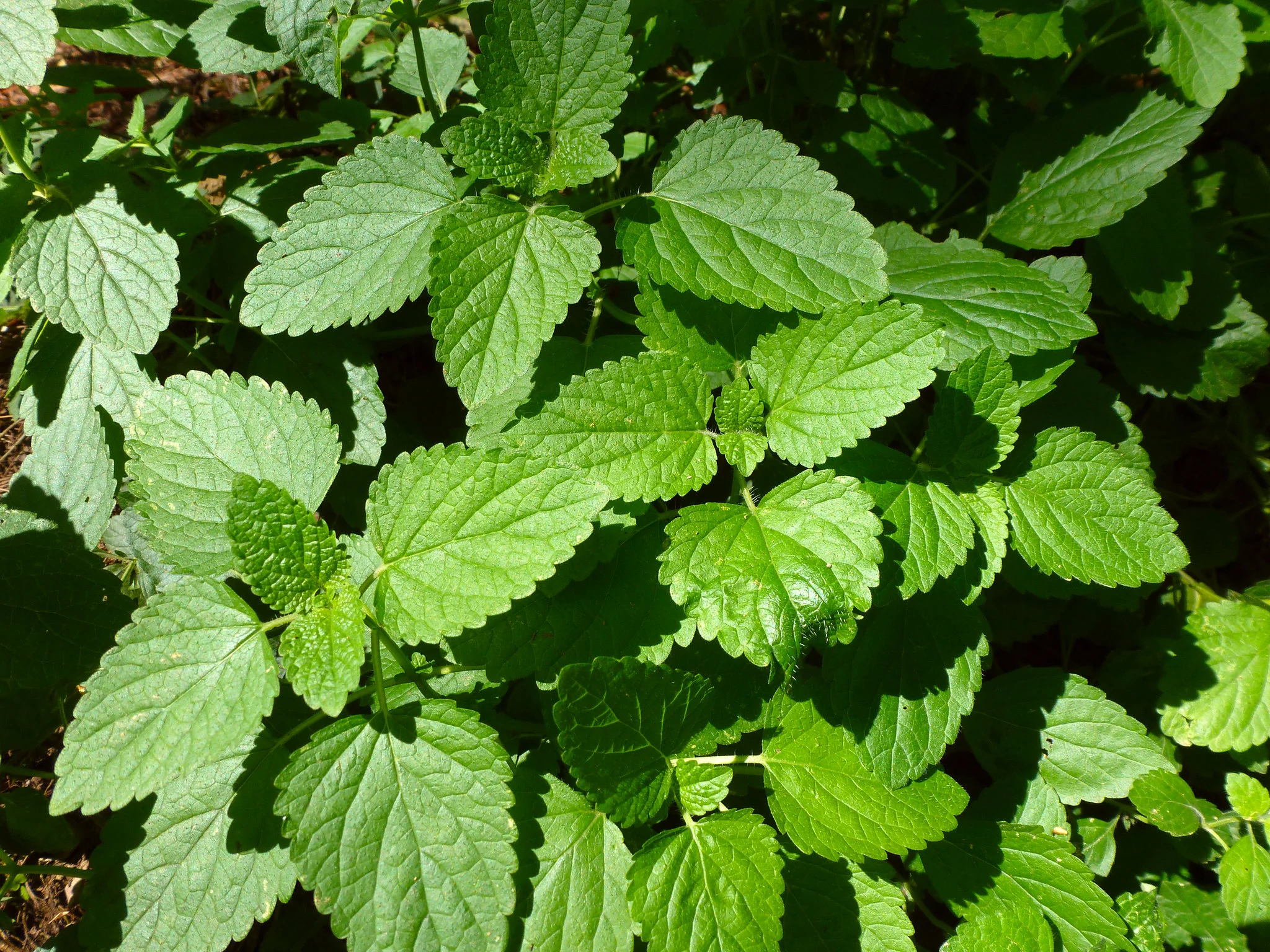 Lemon Balm