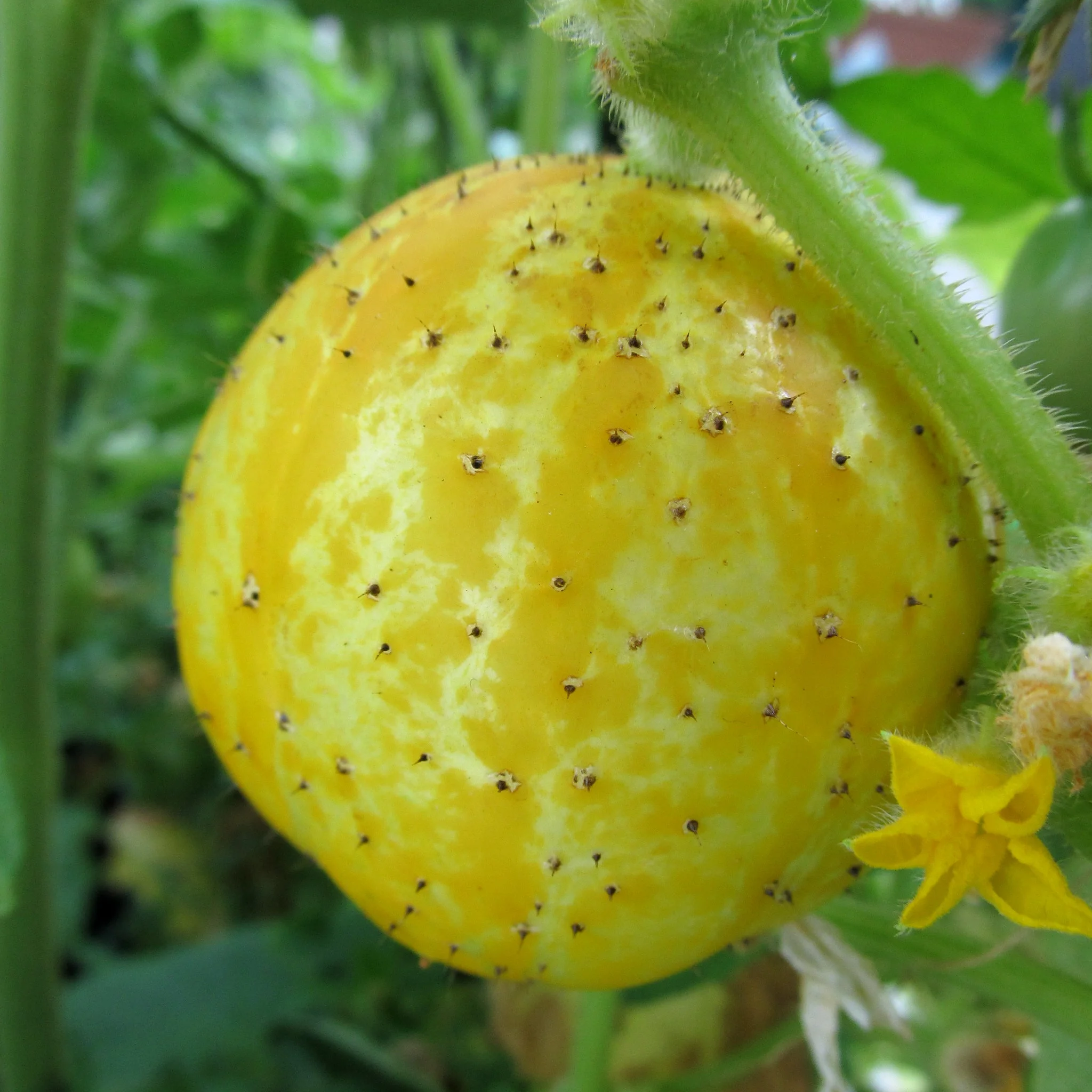 Lemon Cucumber