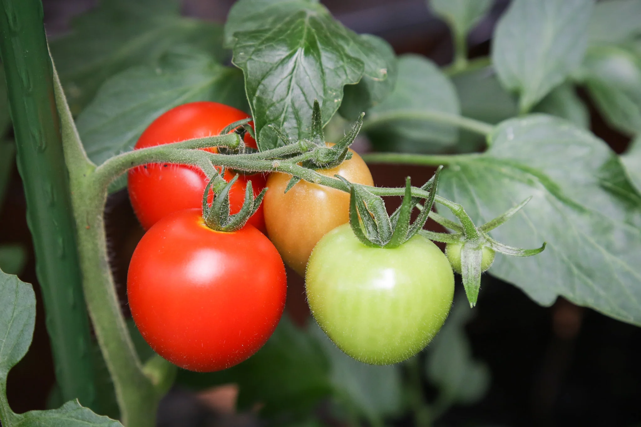 Mountain Magic Tomatoes