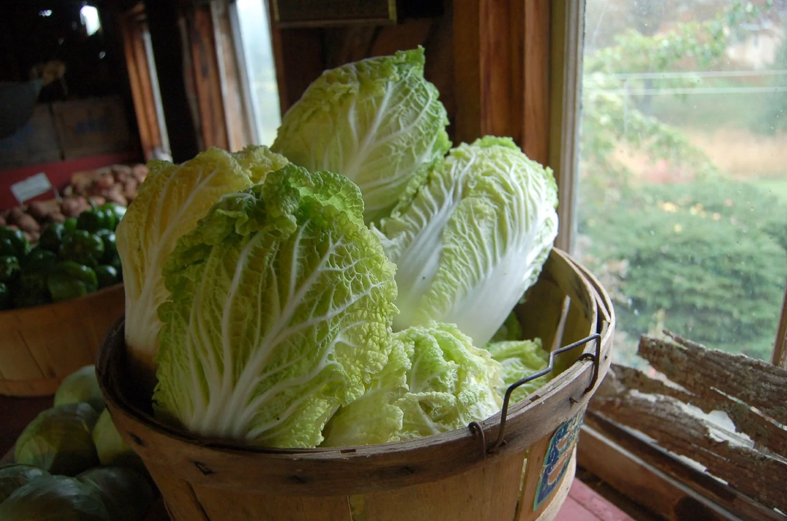 Napa Cabbage