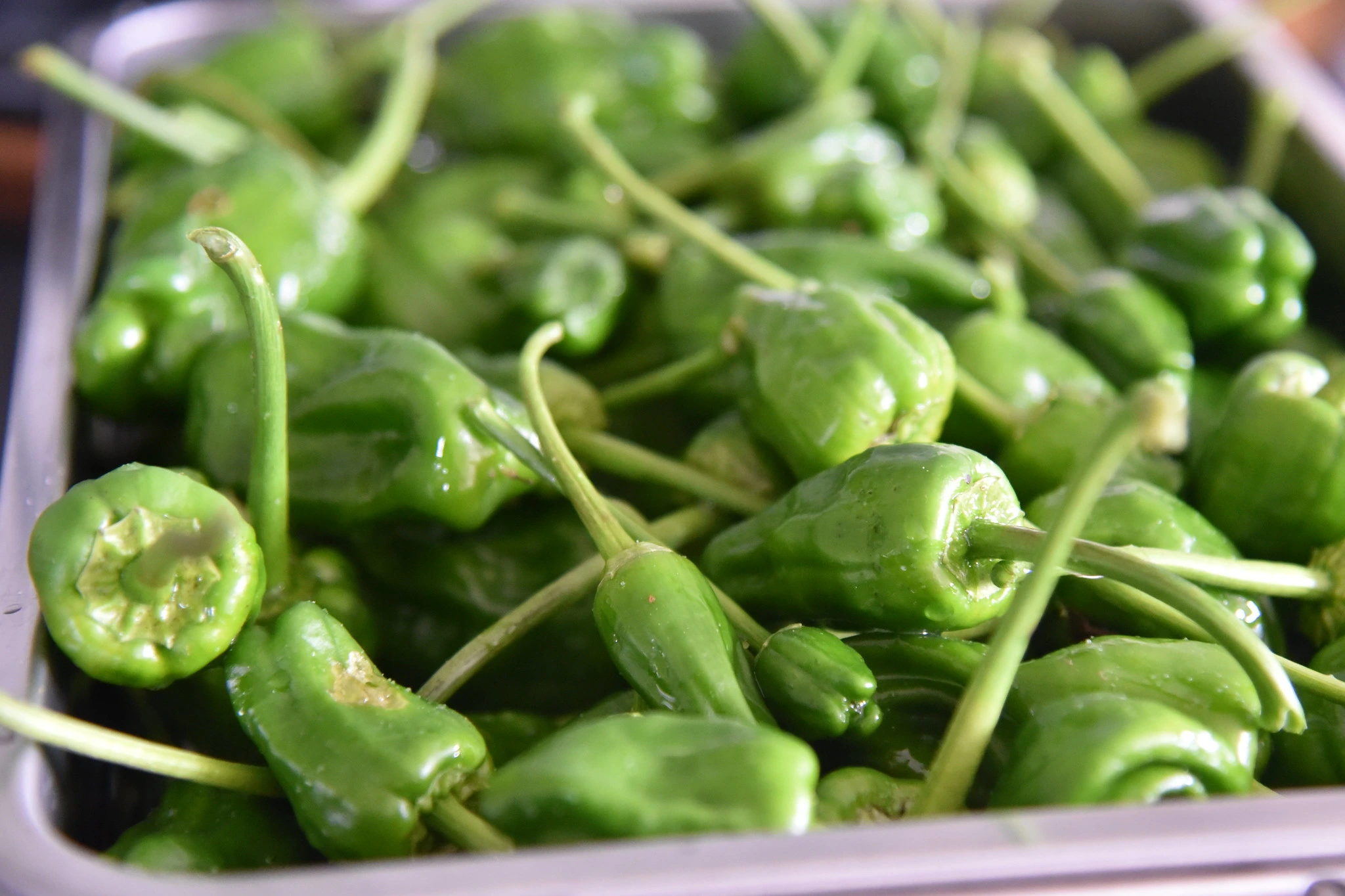 Padron Peppers