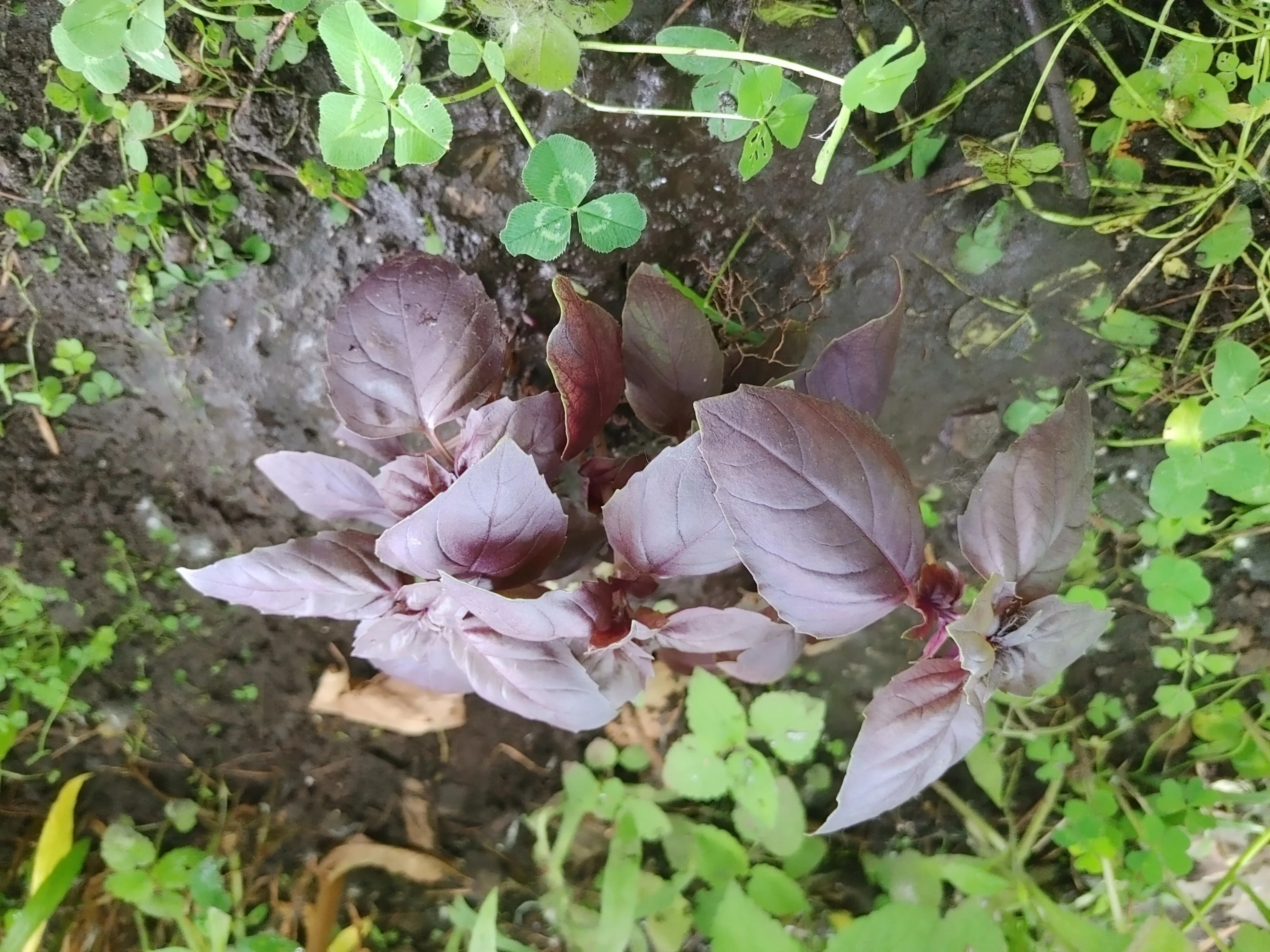 Purple Basil