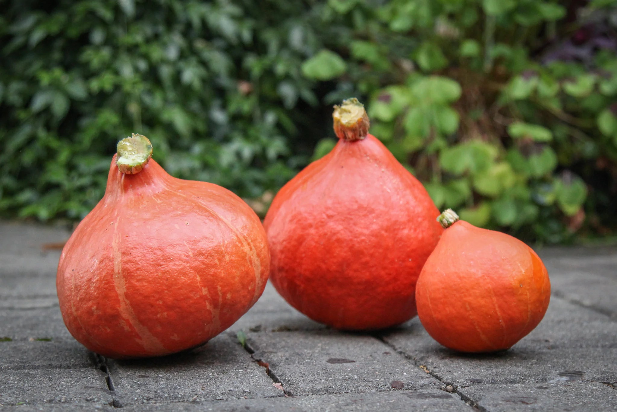 Heirloom Red Kuri Squash