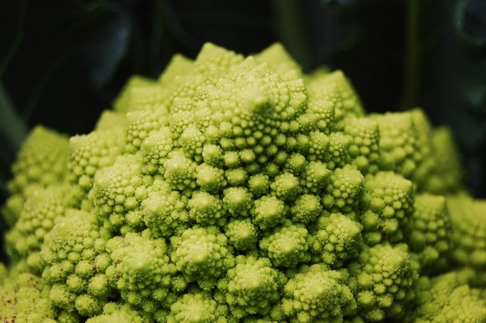 Romanesco