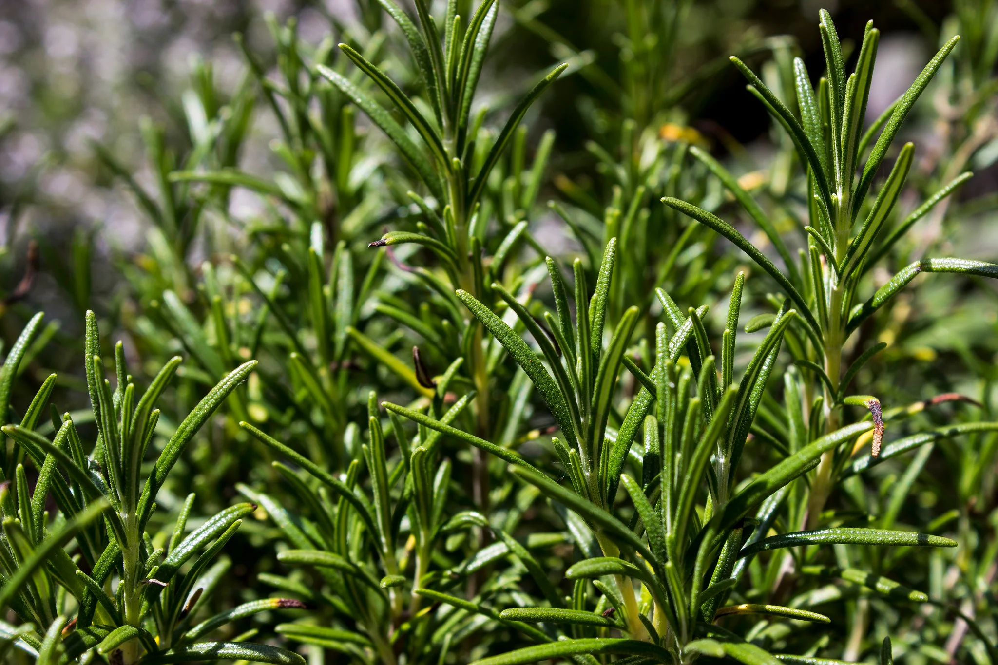 Rosemary