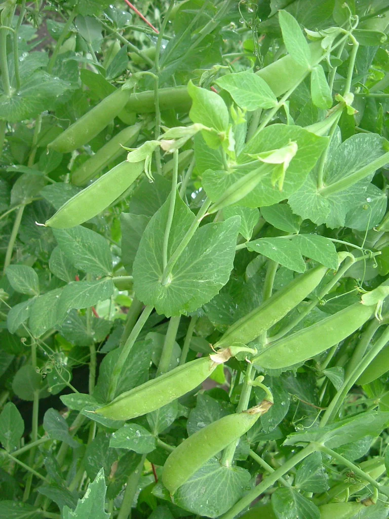 Sugar Snap Pea