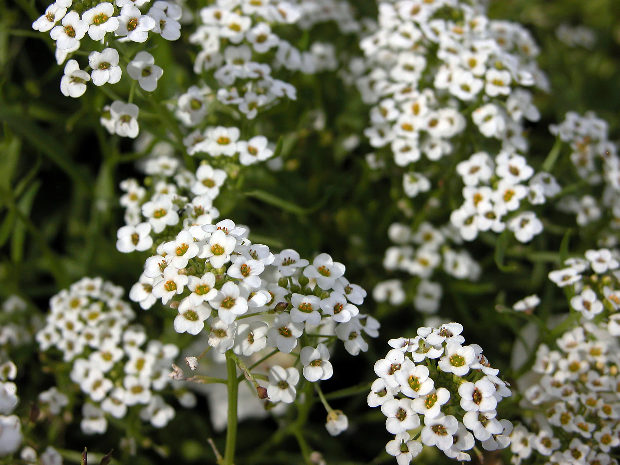 Sweet Alyssum