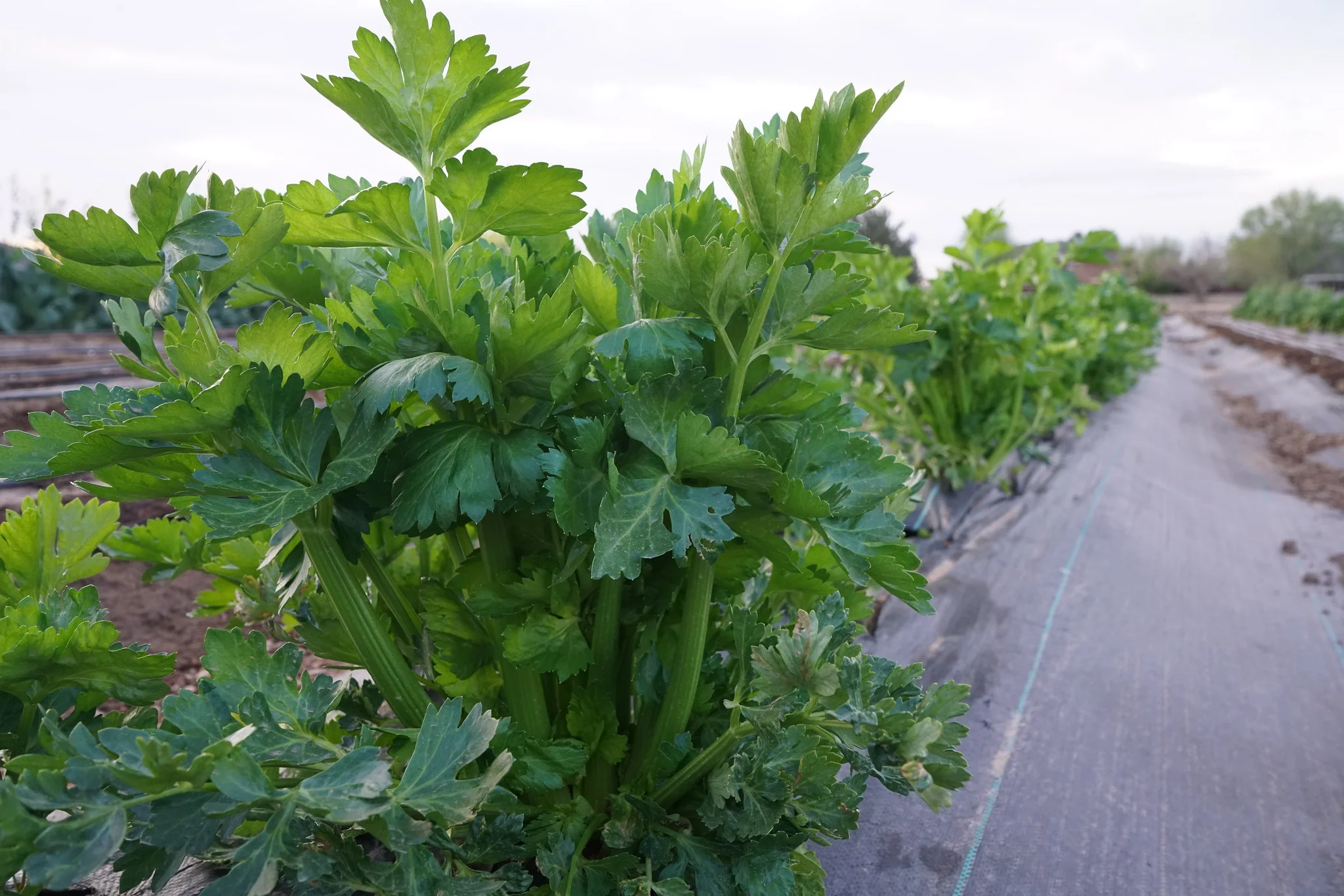 Tall Utah 52-70 Celery