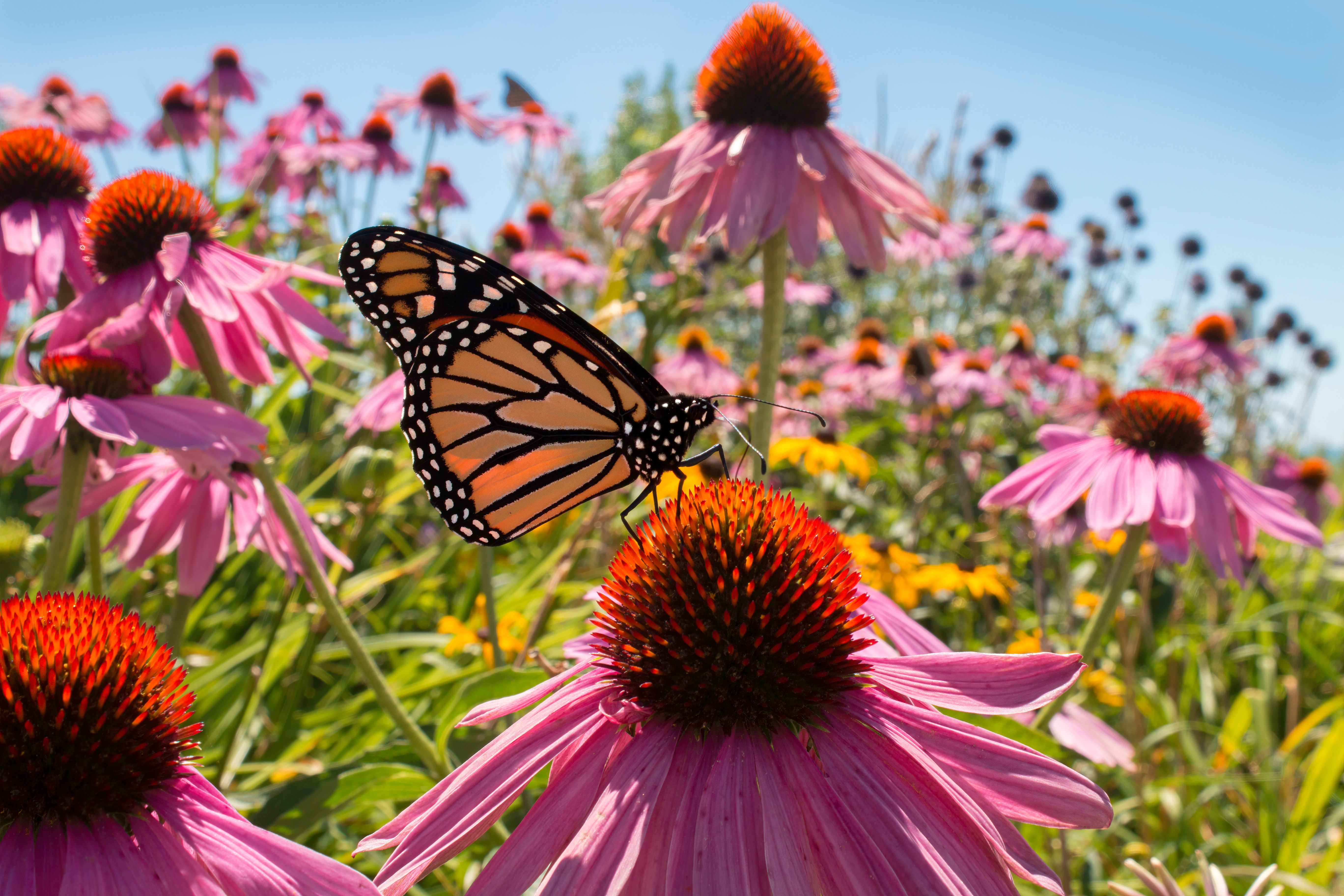 Pollinator-friendly flowers